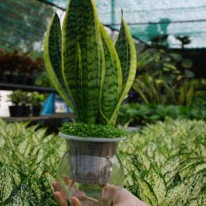 Lưỡi hổ thủy sinh