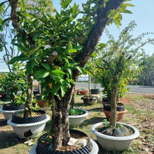 Mận cổ thụ