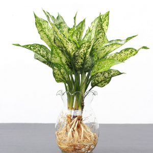 Ngọc ngân thủy sinh