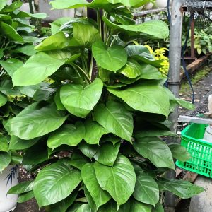 Trầu bà cột