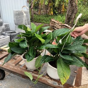 Trầu bà hạnh phúc