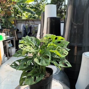 Trầu bà lỗ