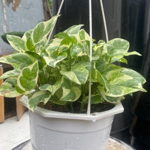 Trầu bà sữa