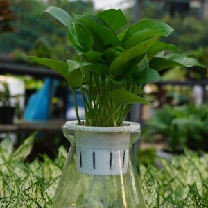 Trầu bà thủy sinh