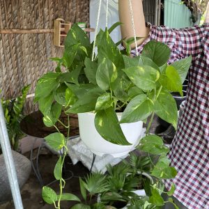 Trầu bà xanh (chậu treo)