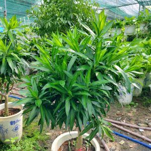 Trúc bách hợp