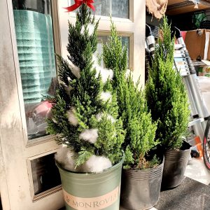 Tùng sơn chậu Monrovia