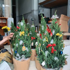 Tùng sơn trang trí